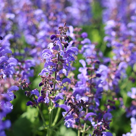 Salvia Big Sky (Living Large® Series) (PBR)