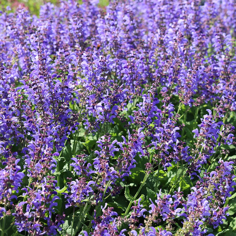 Salvia Big Sky (Living Large® Series) (PBR)