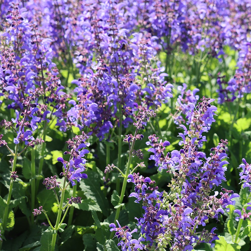 Salvia Big Sky (Living Large® Series) (PBR)