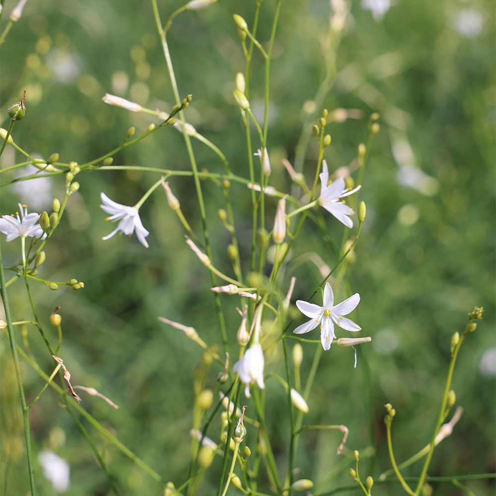 <i>Anthericum ramosum</i> 