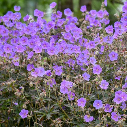 Geranium pratense Boom Chocolatta