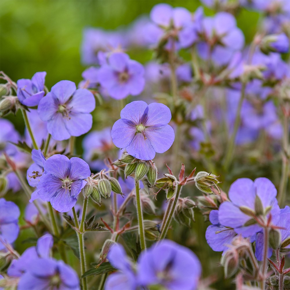 <i>Geranium pratense</i> 'Boom Chocolatta'