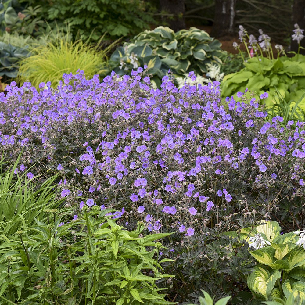 <i>Geranium pratense</i> 'Boom Chocolatta'