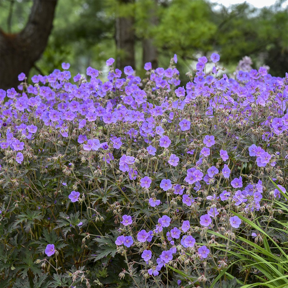 <i>Geranium pratense</i> 'Boom Chocolatta'