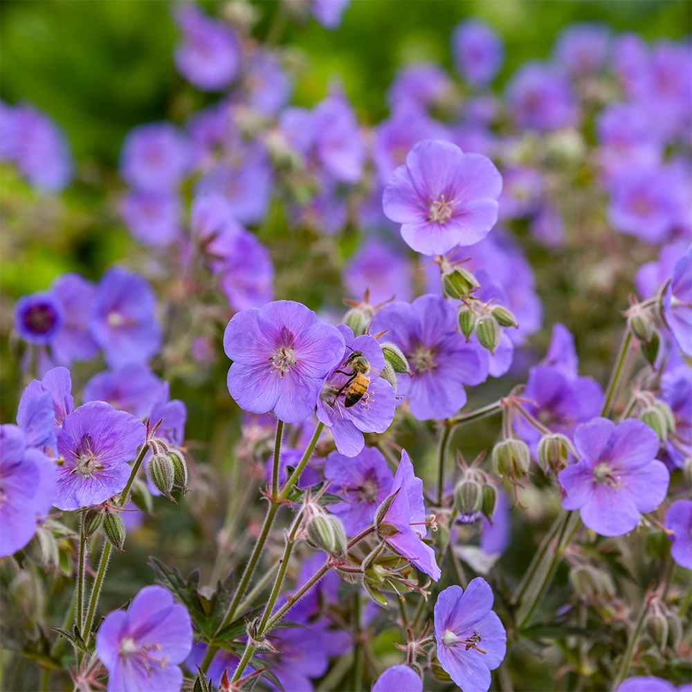 <i>Geranium pratense</i> 'Boom Chocolatta'