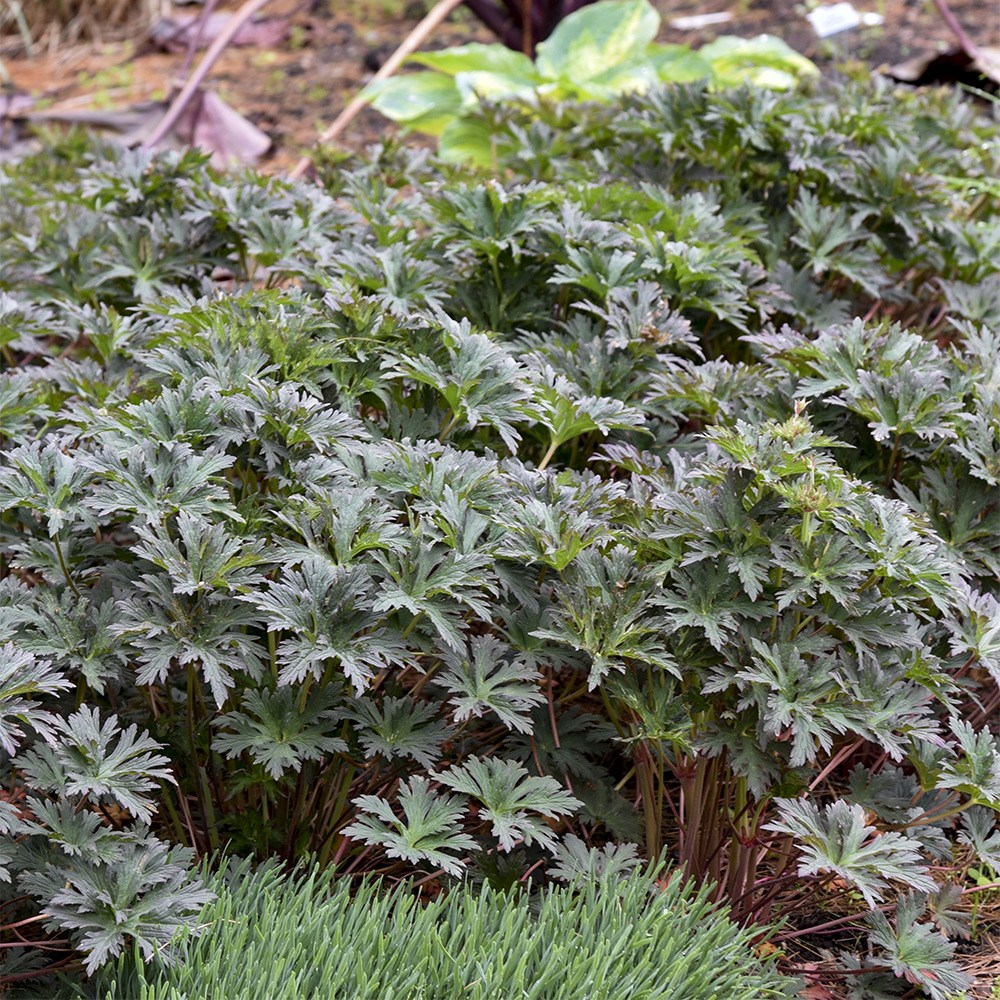 <i>Geranium pratense</i> 'Boom Chocolatta'