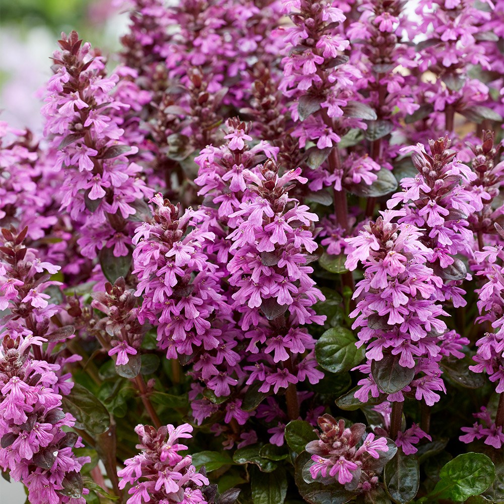 <I>Ajuga</i> <b class=small-caps>Midnight Mystery</b> ('Abfg0413a')