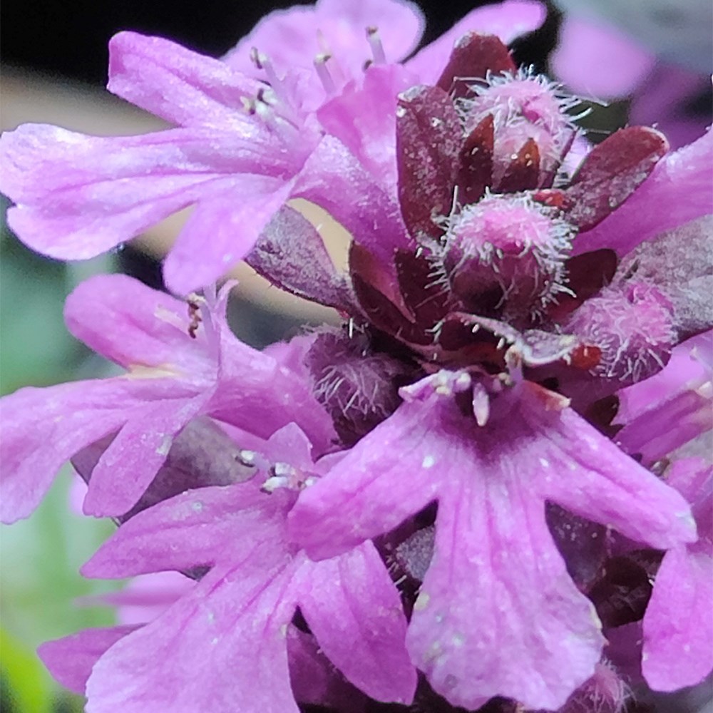 <I>Ajuga</i> <b class=small-caps>Midnight Mystery</b> ('Abfg0413a')