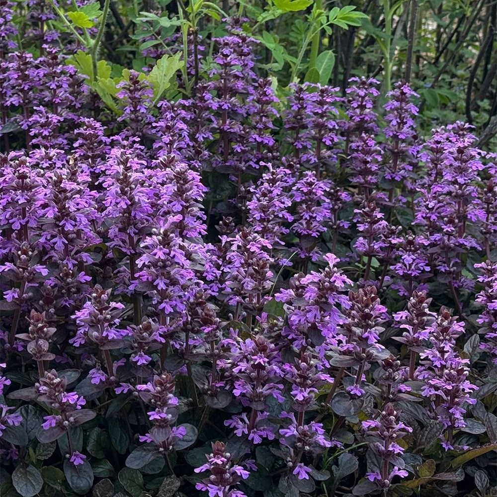 <I>Ajuga</i> <b class=small-caps>Midnight Mystery</b> ('Abfg0413a')