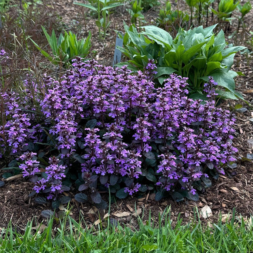 <I>Ajuga</i> <b class=small-caps>Midnight Mystery</b> ('Abfg0413a')