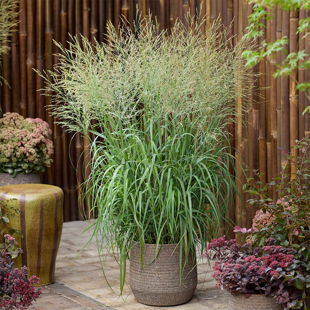 <i>Panicum virgatum</i> 'Niagara Falls' (PBR)