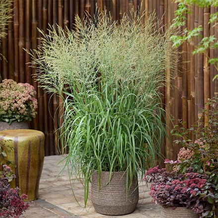 Panicum virgatum Niagara Falls (PBR)