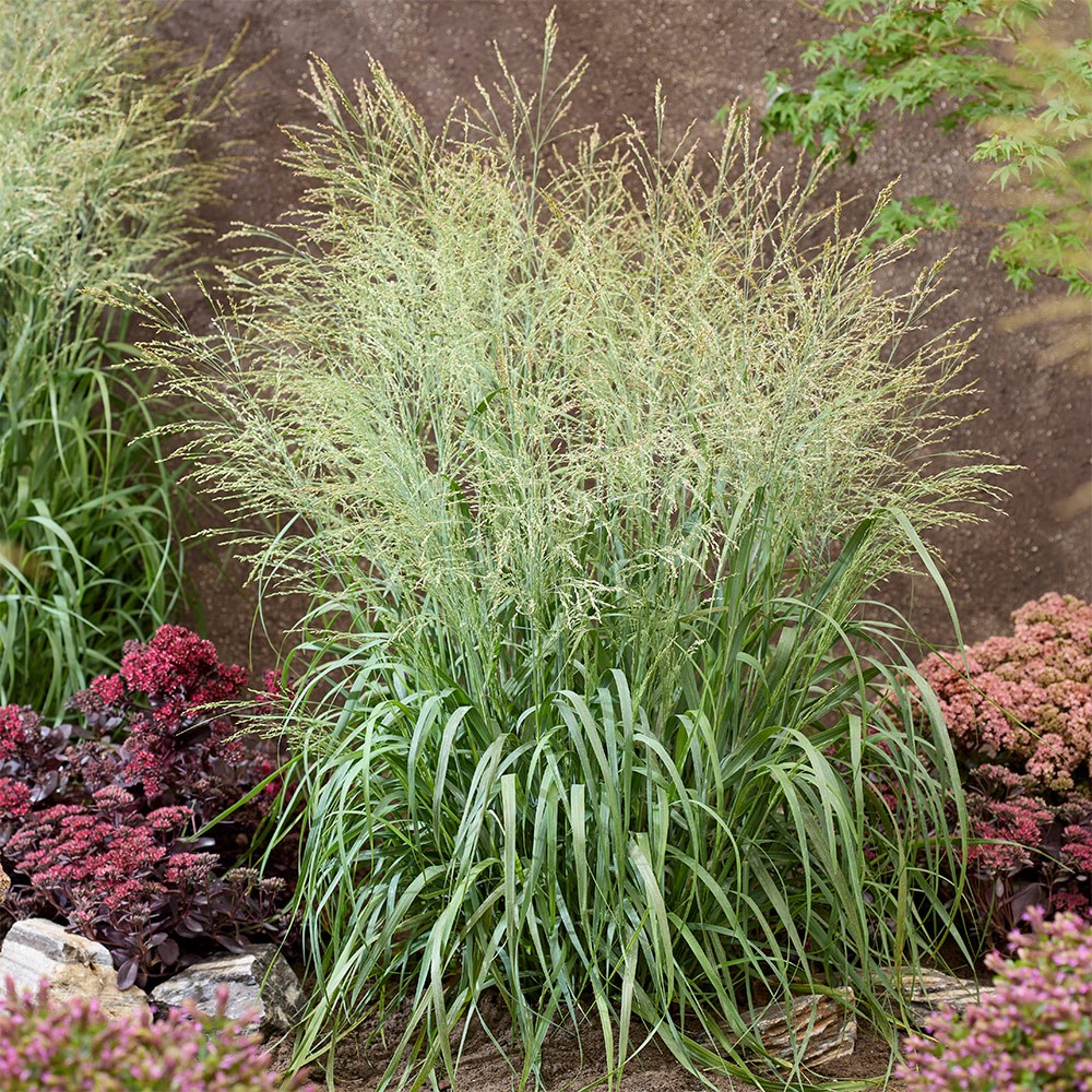 <i>Panicum virgatum</i> 'Niagara Falls' (PBR)