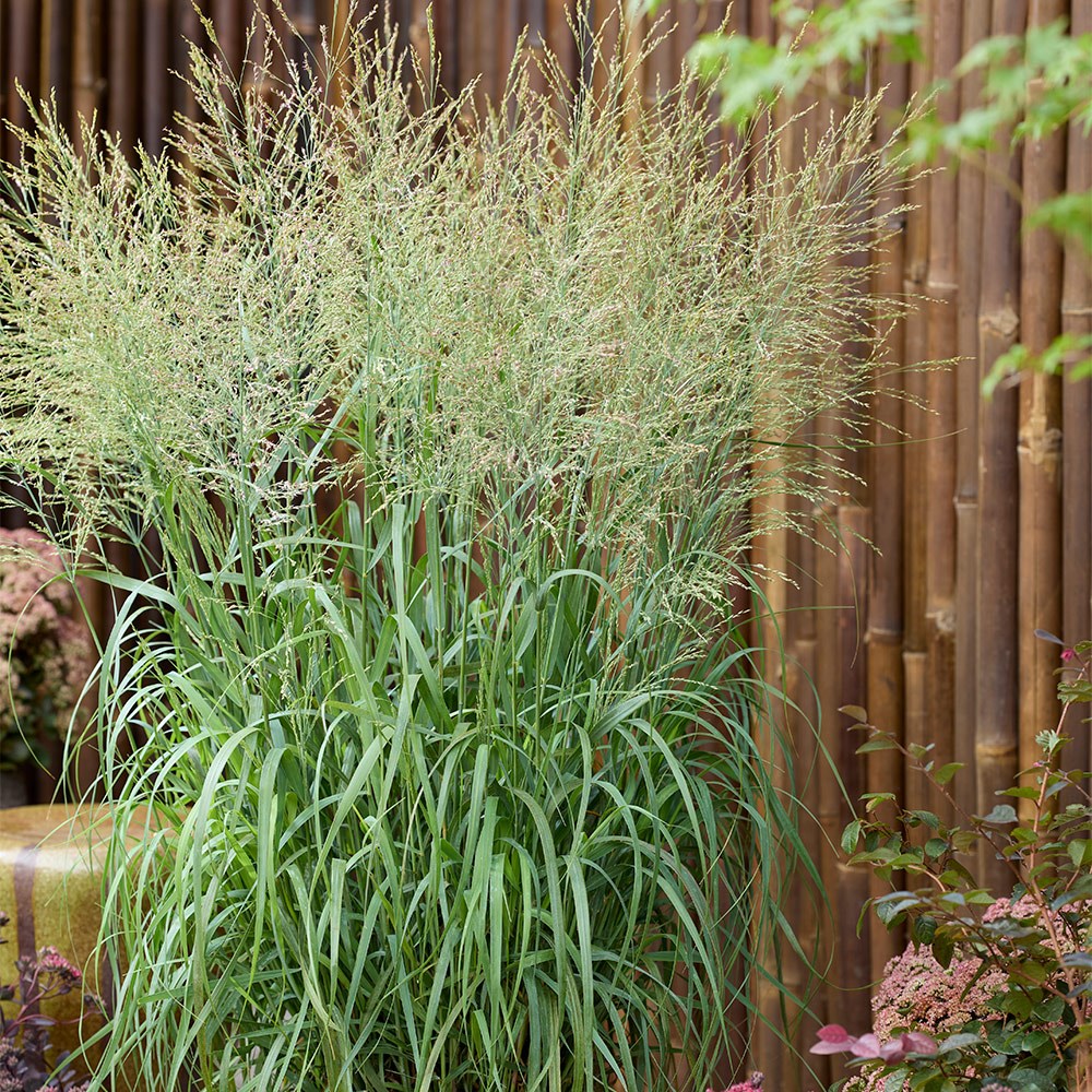 <i>Panicum virgatum</i> 'Niagara Falls' (PBR)