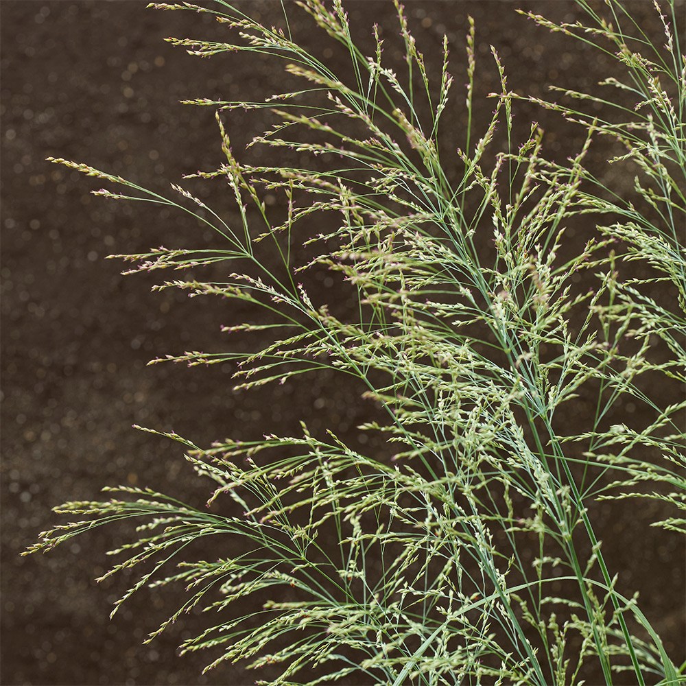 <i>Panicum virgatum</i> 'Niagara Falls' (PBR)