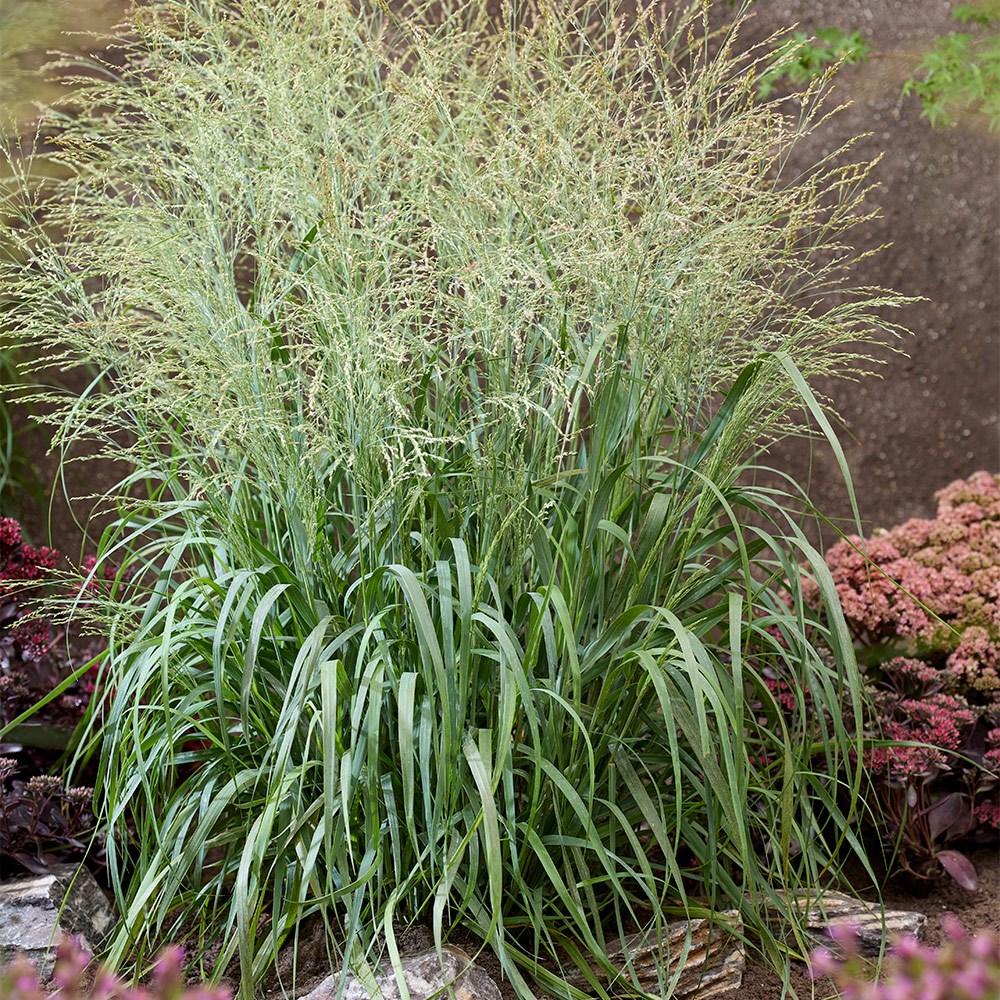 <i>Panicum virgatum</i> 'Niagara Falls' (PBR)
