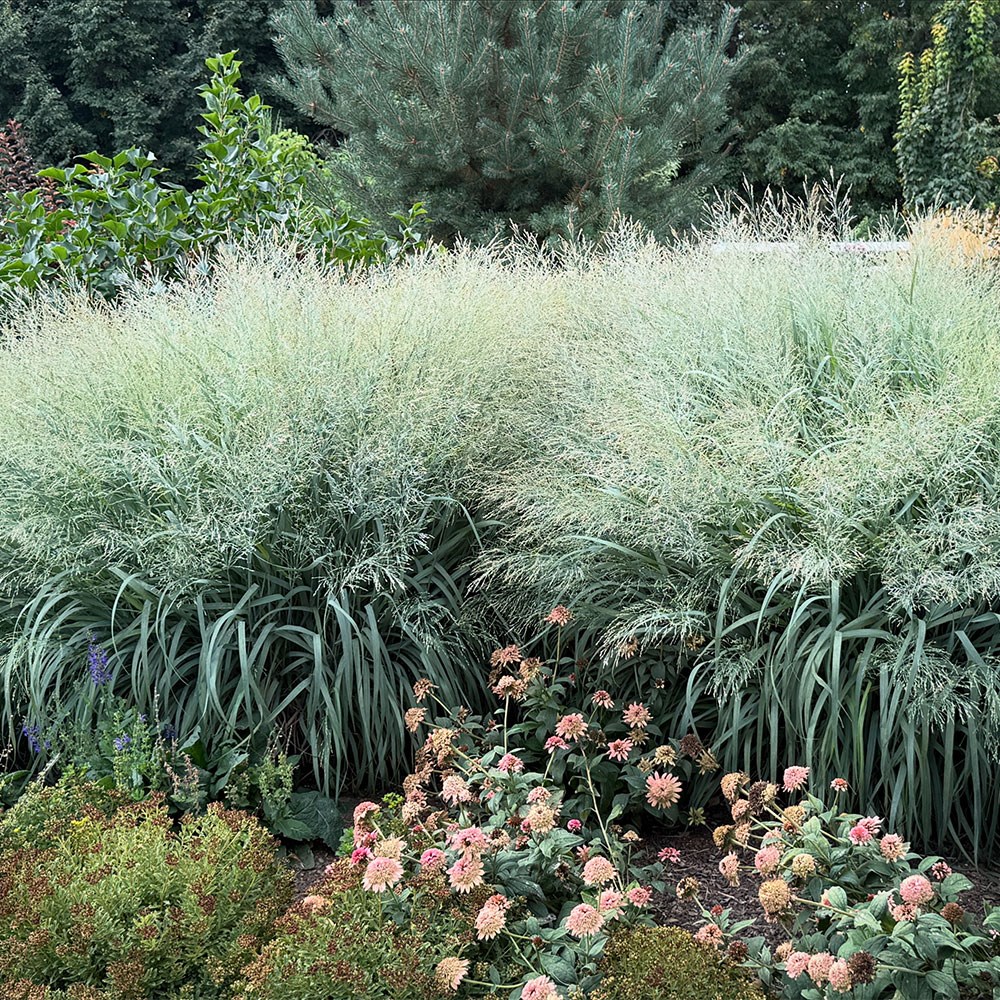 <i>Panicum virgatum</i> 'Niagara Falls' (PBR)