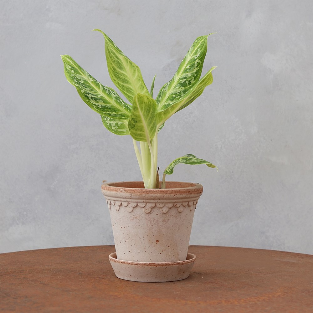 <i>Aglaonema</i> 'Citrus Glow'