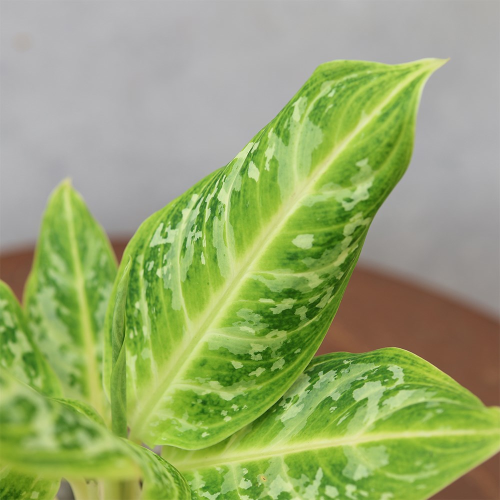 <i>Aglaonema</i> 'Citrus Glow'