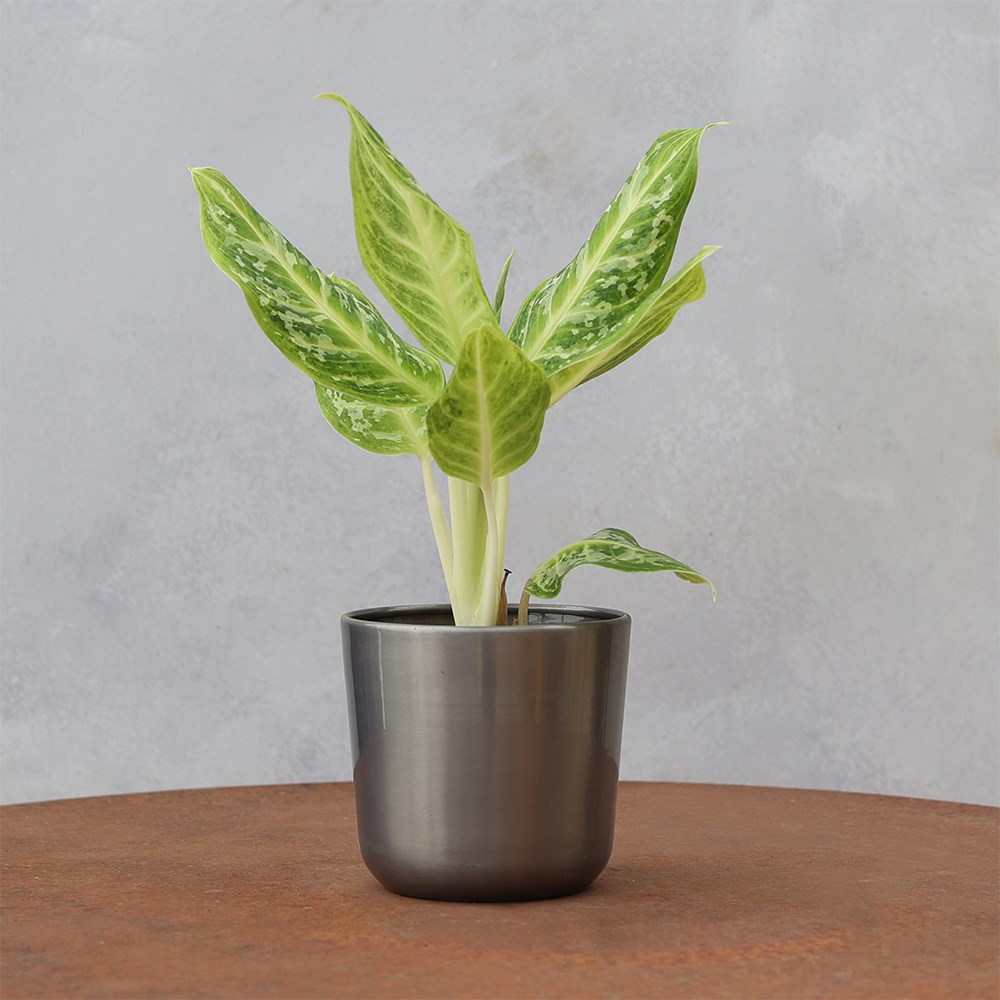 <i>Aglaonema</i> 'Citrus Glow'