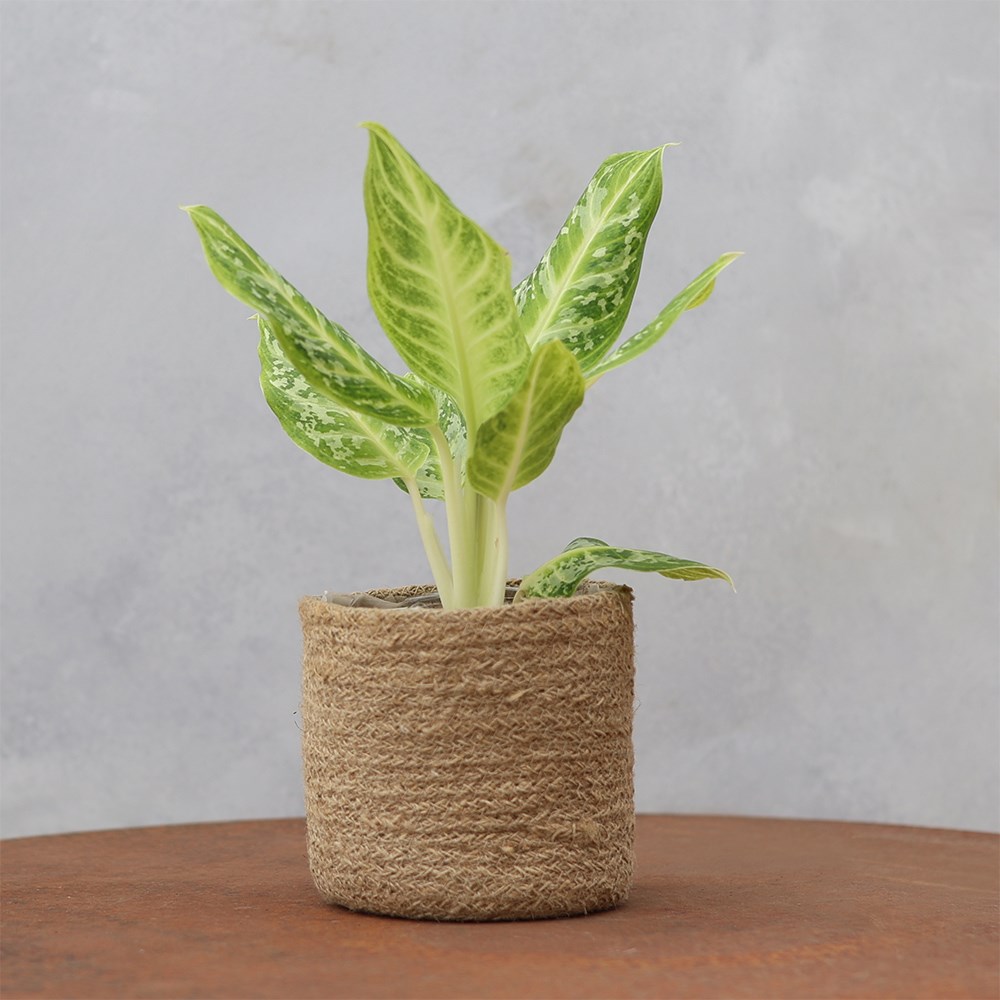 <i>Aglaonema</i> 'Citrus Glow'