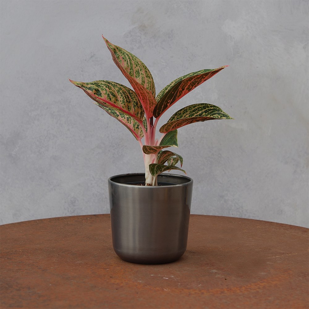 <i>Aglaonema</i> 'Gold Powder'
