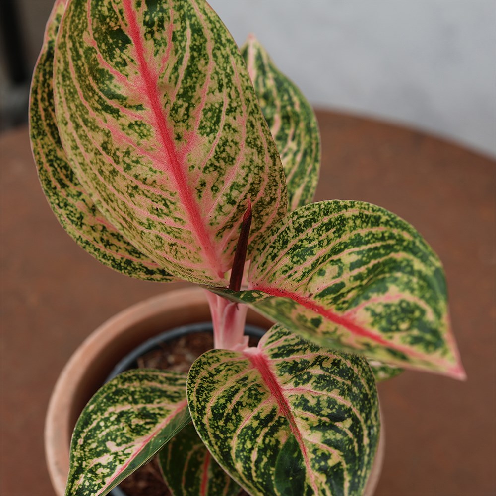 <i>Aglaonema</i> 'Gold Powder'