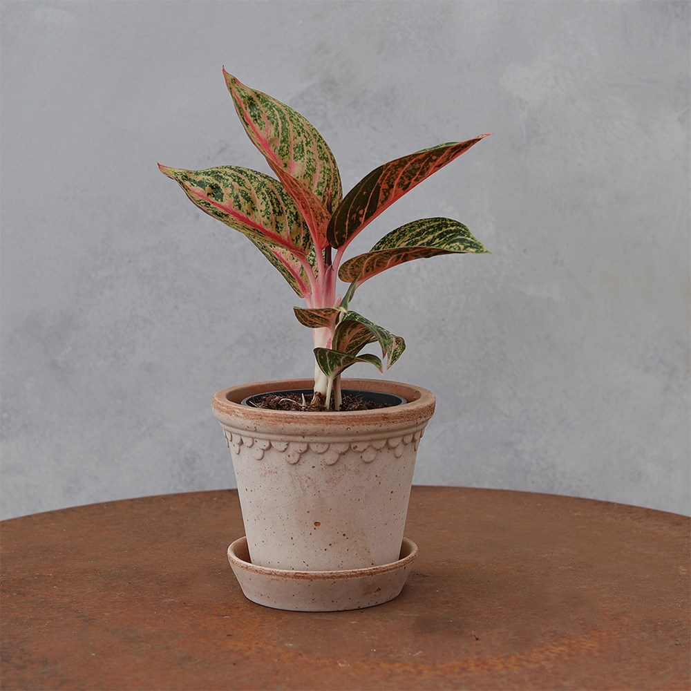 <i>Aglaonema</i> 'Gold Powder'