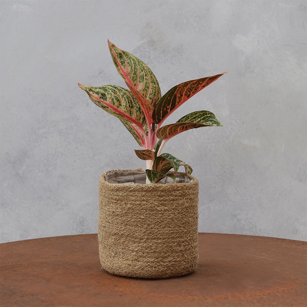 <i>Aglaonema</i> 'Gold Powder'