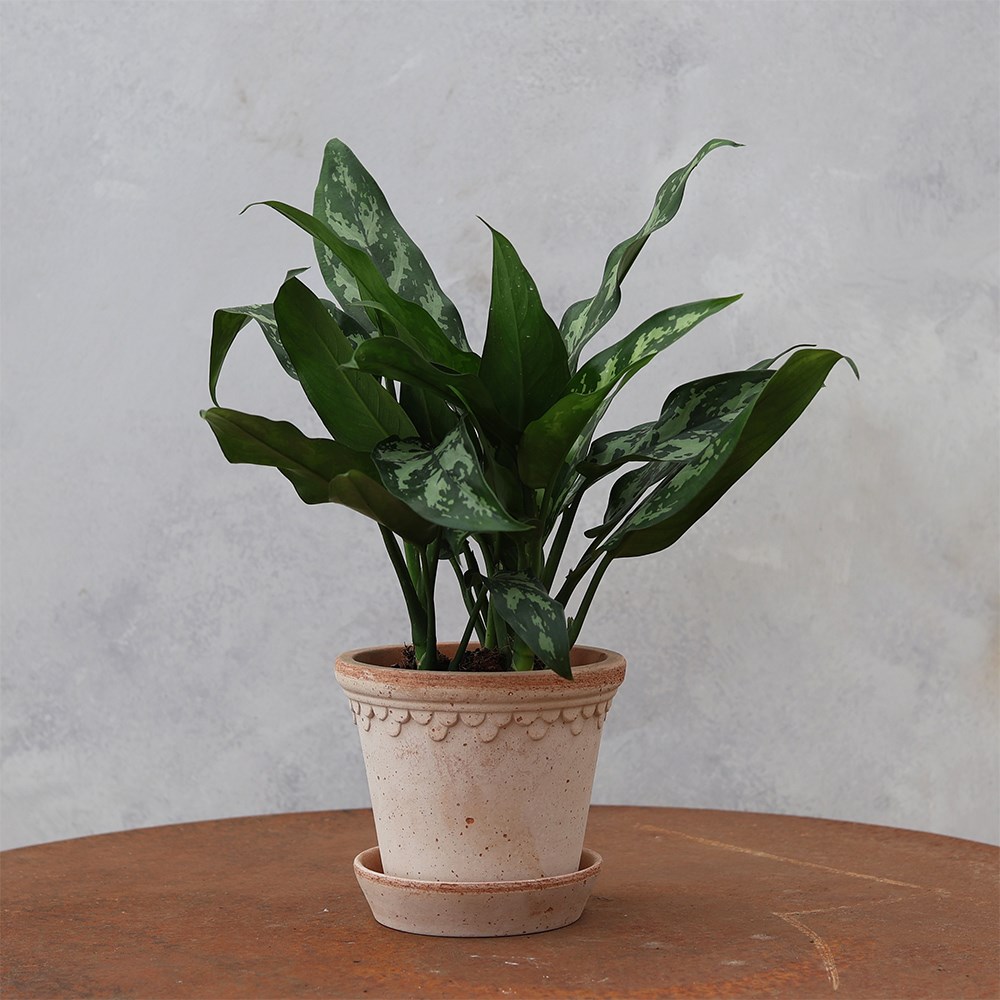 <i>Aglaonema</i> 'Maria'