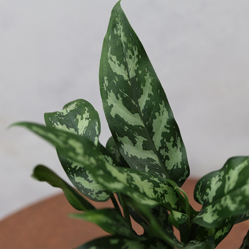 <i>Aglaonema</i> 'Maria'