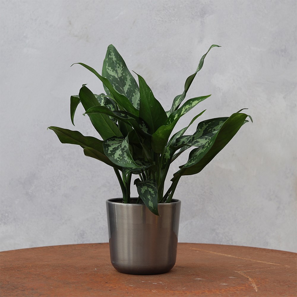 <i>Aglaonema</i> 'Maria'