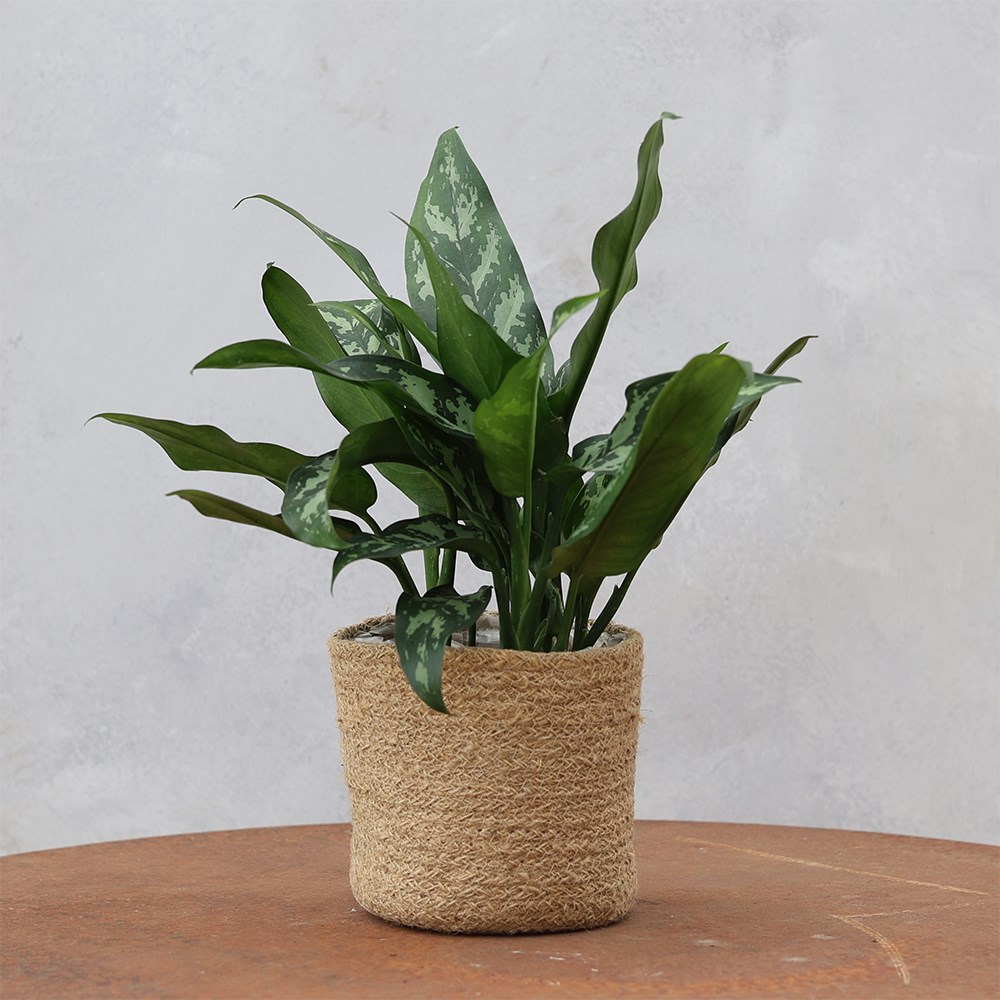 <i>Aglaonema</i> 'Maria'