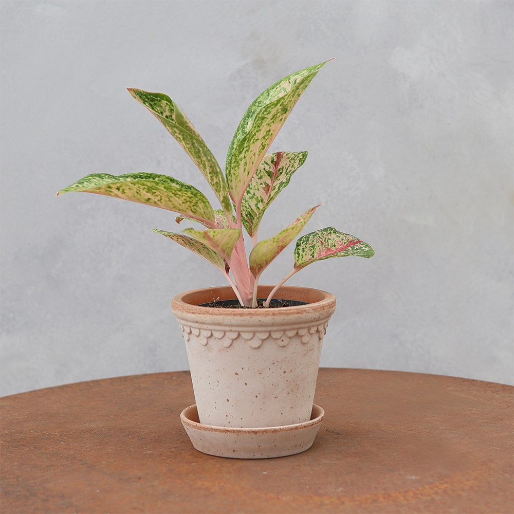 <i>Aglaonema</i> 'Painted Celebration'
