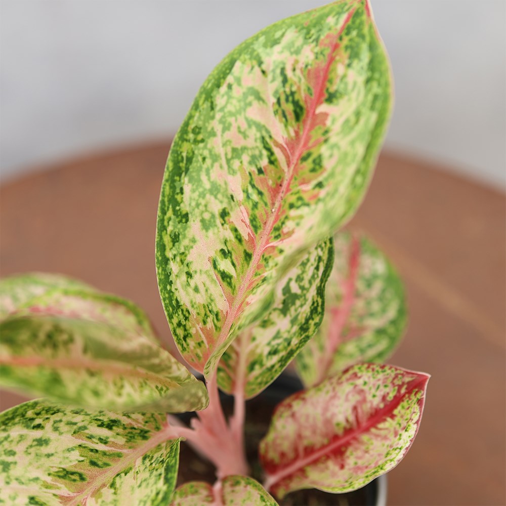 <i>Aglaonema</i> 'Painted Celebration'