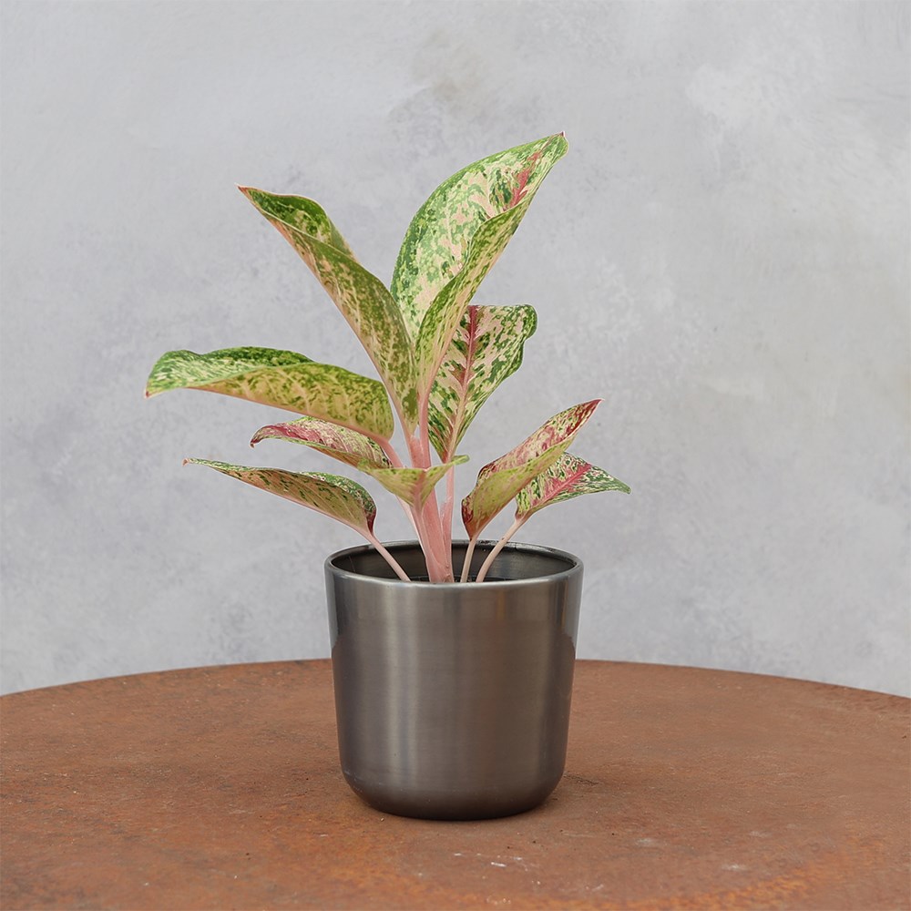 <i>Aglaonema</i> 'Painted Celebration'