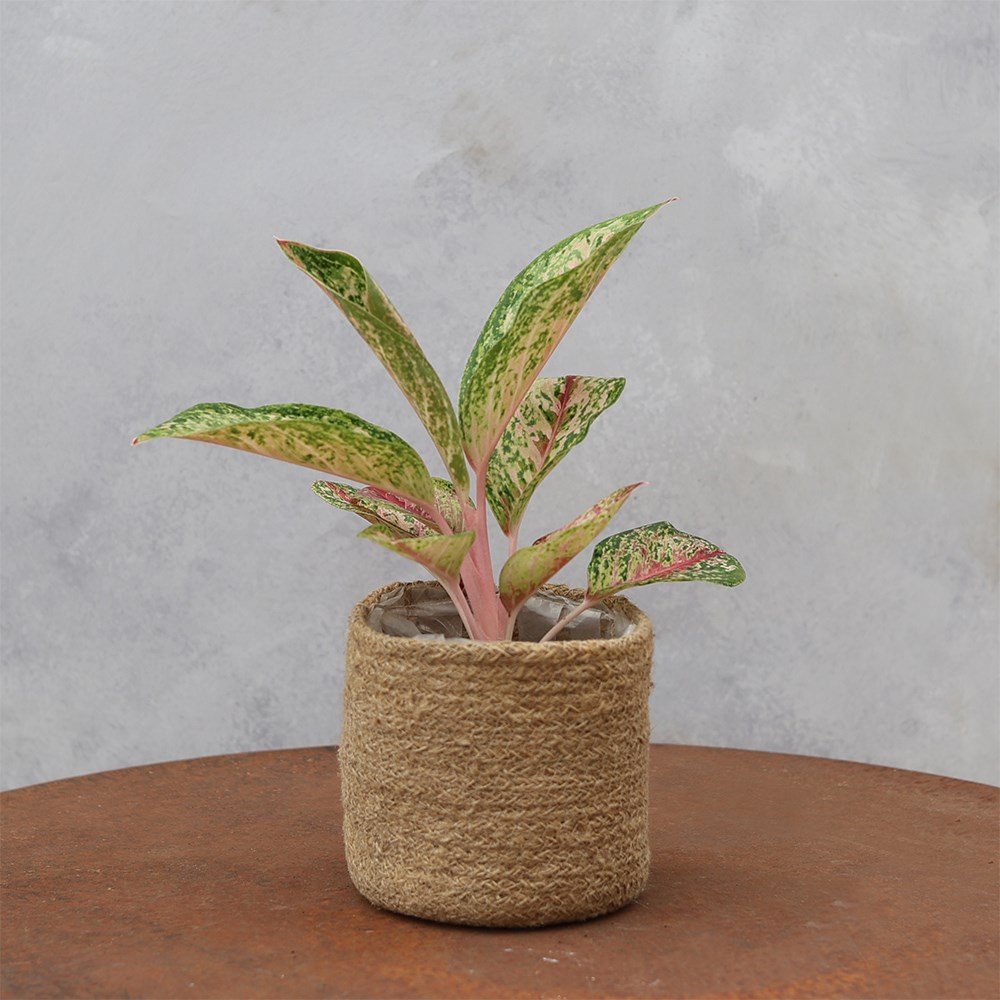 <i>Aglaonema</i> 'Painted Celebration'