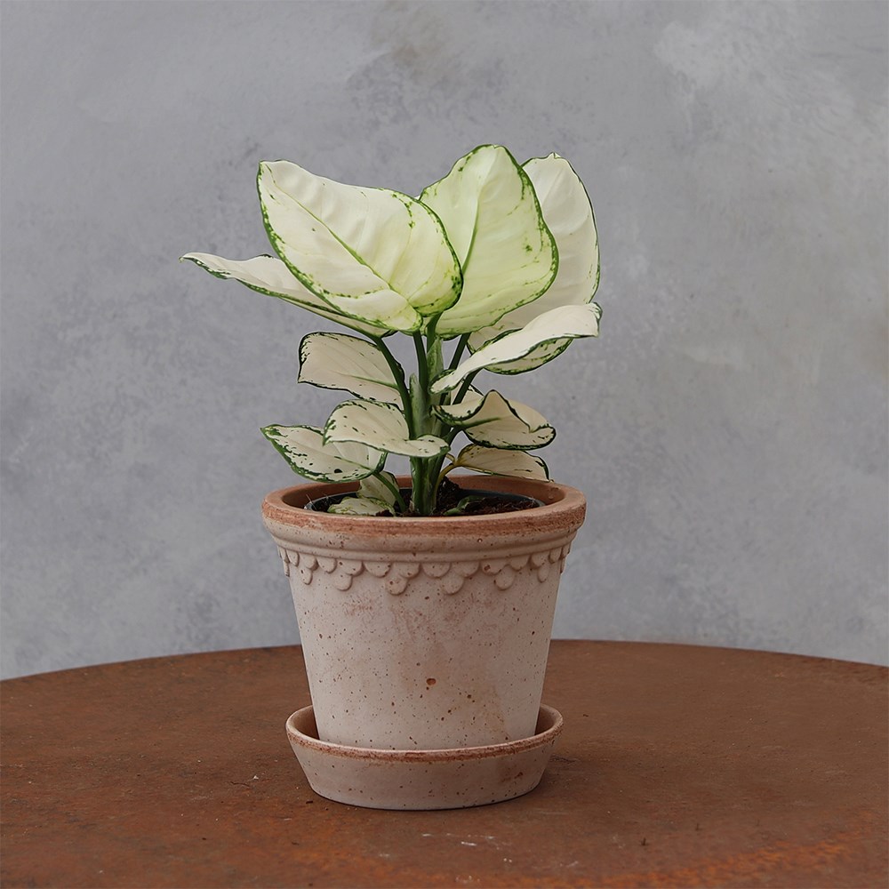 <i>Aglaonema</i> 'Super White'
