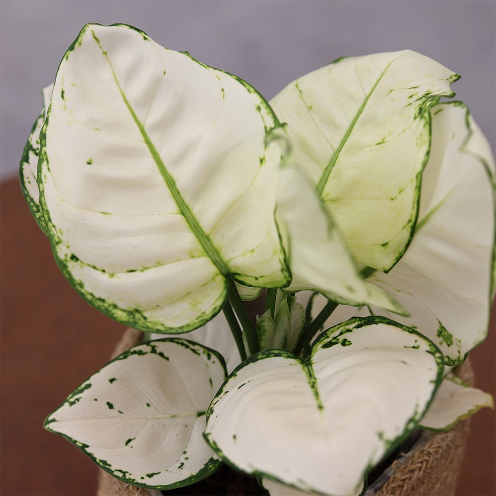 <i>Aglaonema</i> 'Super White'