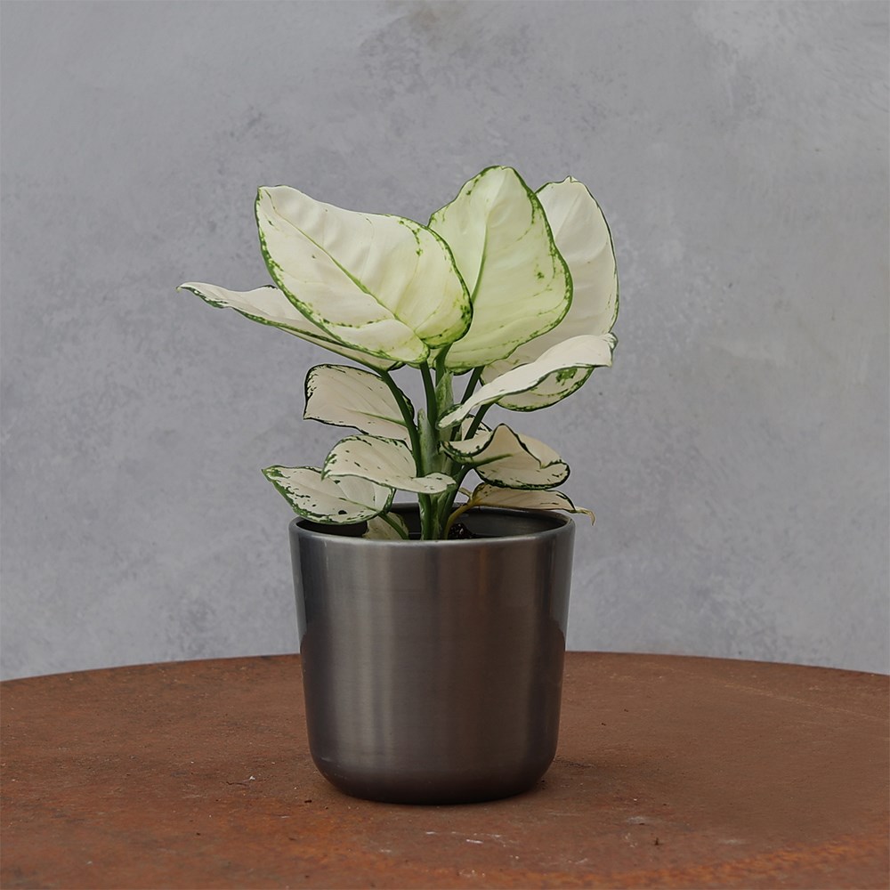 <i>Aglaonema</i> 'Super White'