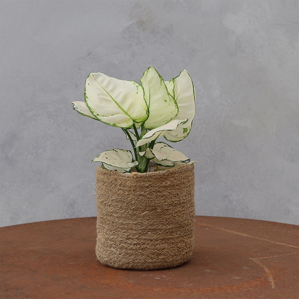 <i>Aglaonema</i> 'Super White'