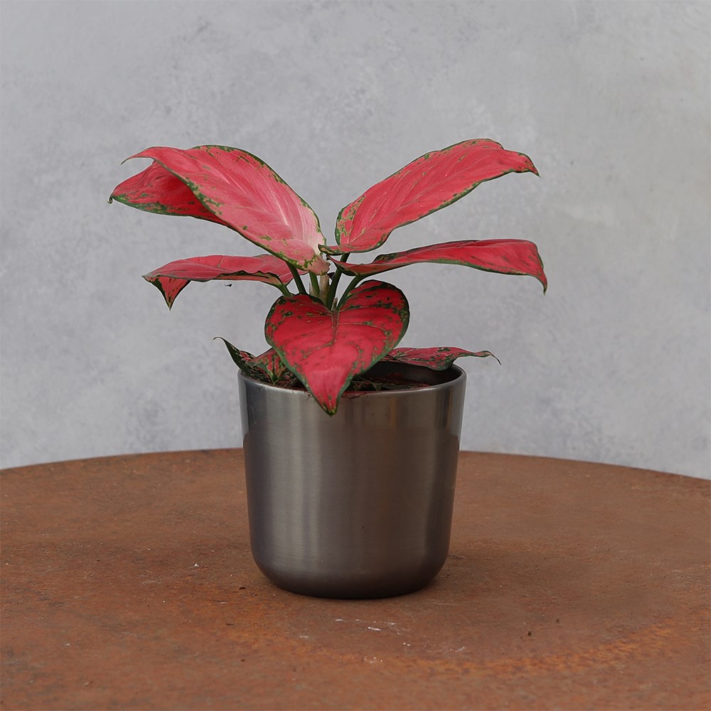 <i>Aglaonema</i> 'Very Red Valentine'