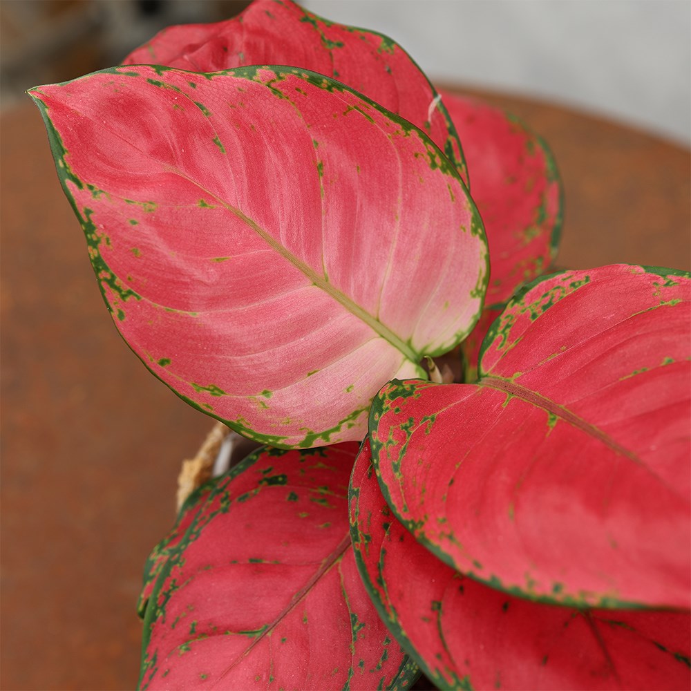 <i>Aglaonema</i> 'Very Red Valentine'