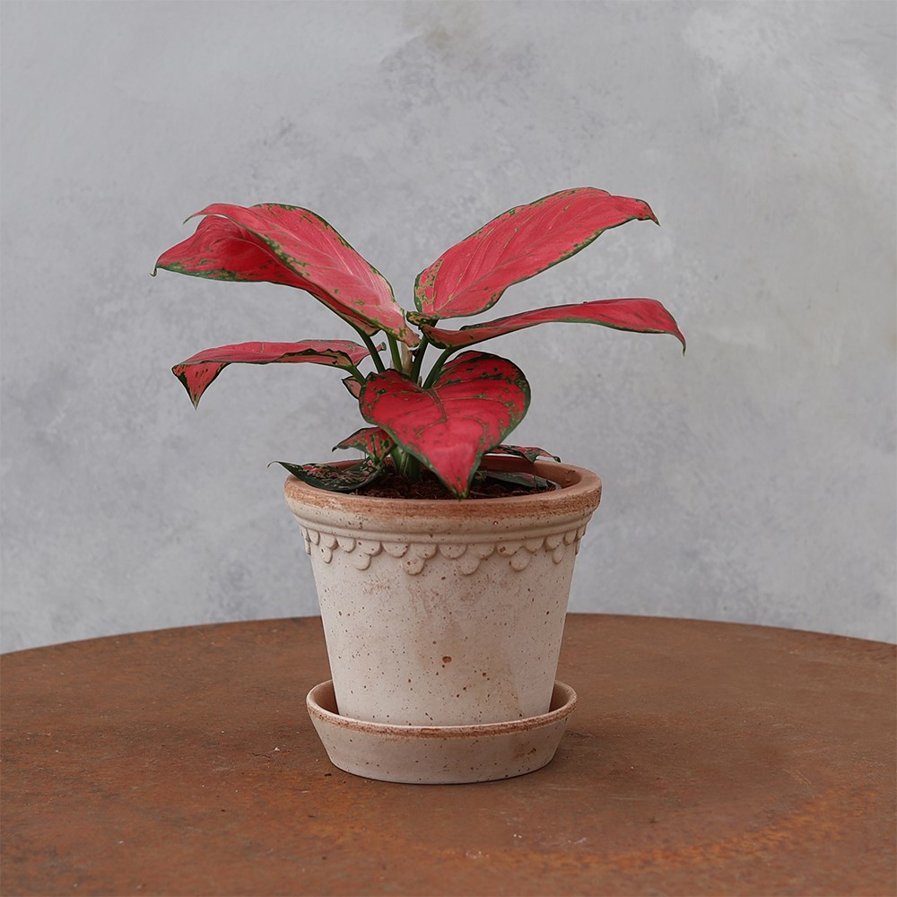 <i>Aglaonema</i> 'Very Red Valentine'