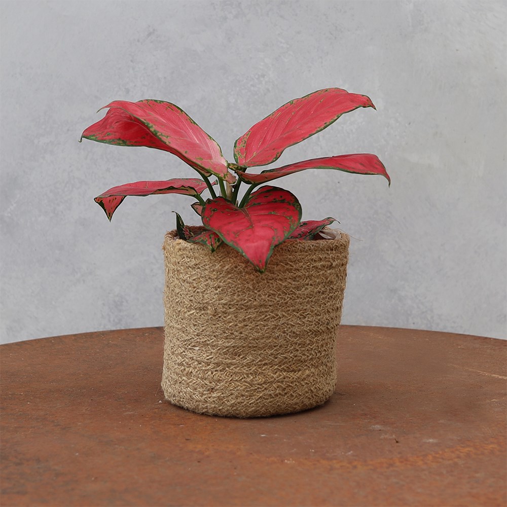 <i>Aglaonema</i> 'Very Red Valentine'