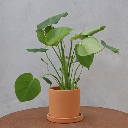 Monstera deliciosa
