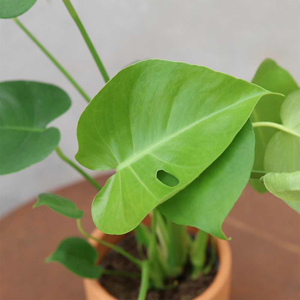 Monstera deliciosa | Houseplant