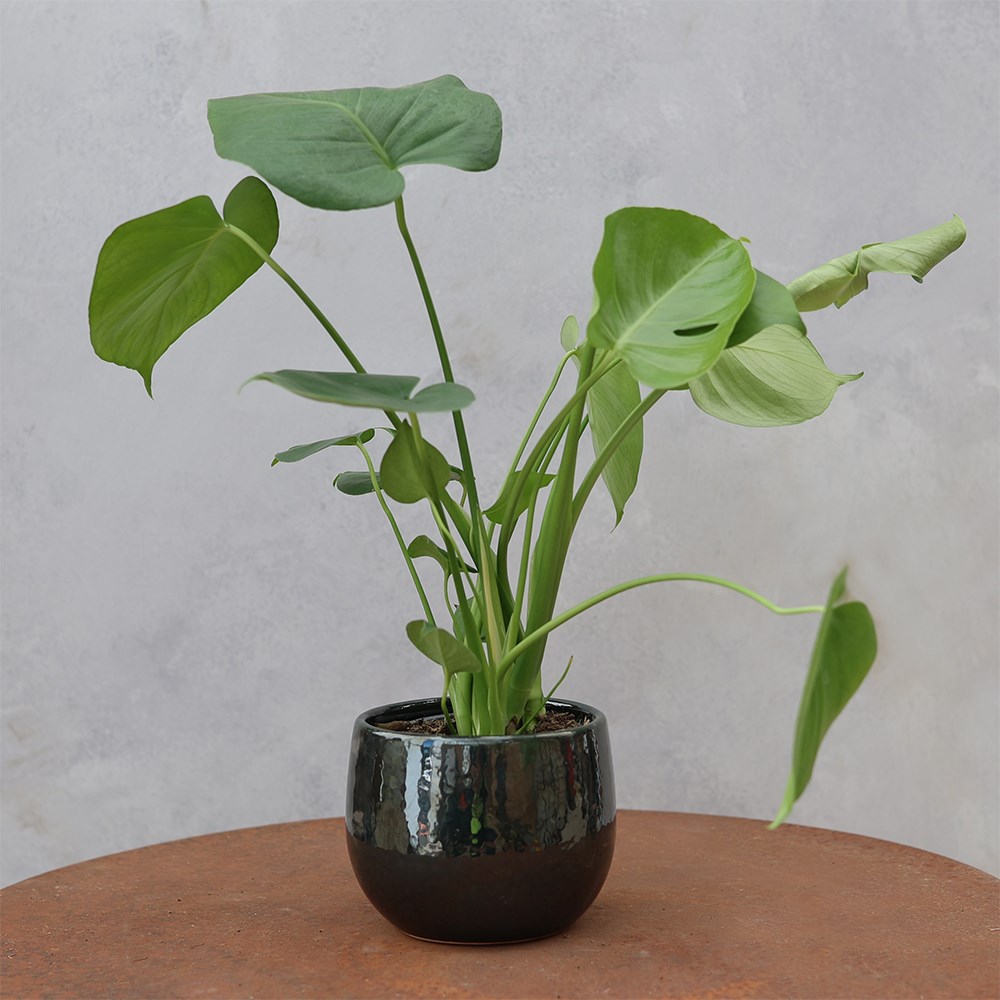Monstera deliciosa | Houseplant