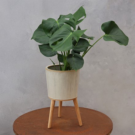 Monstera deliciosa