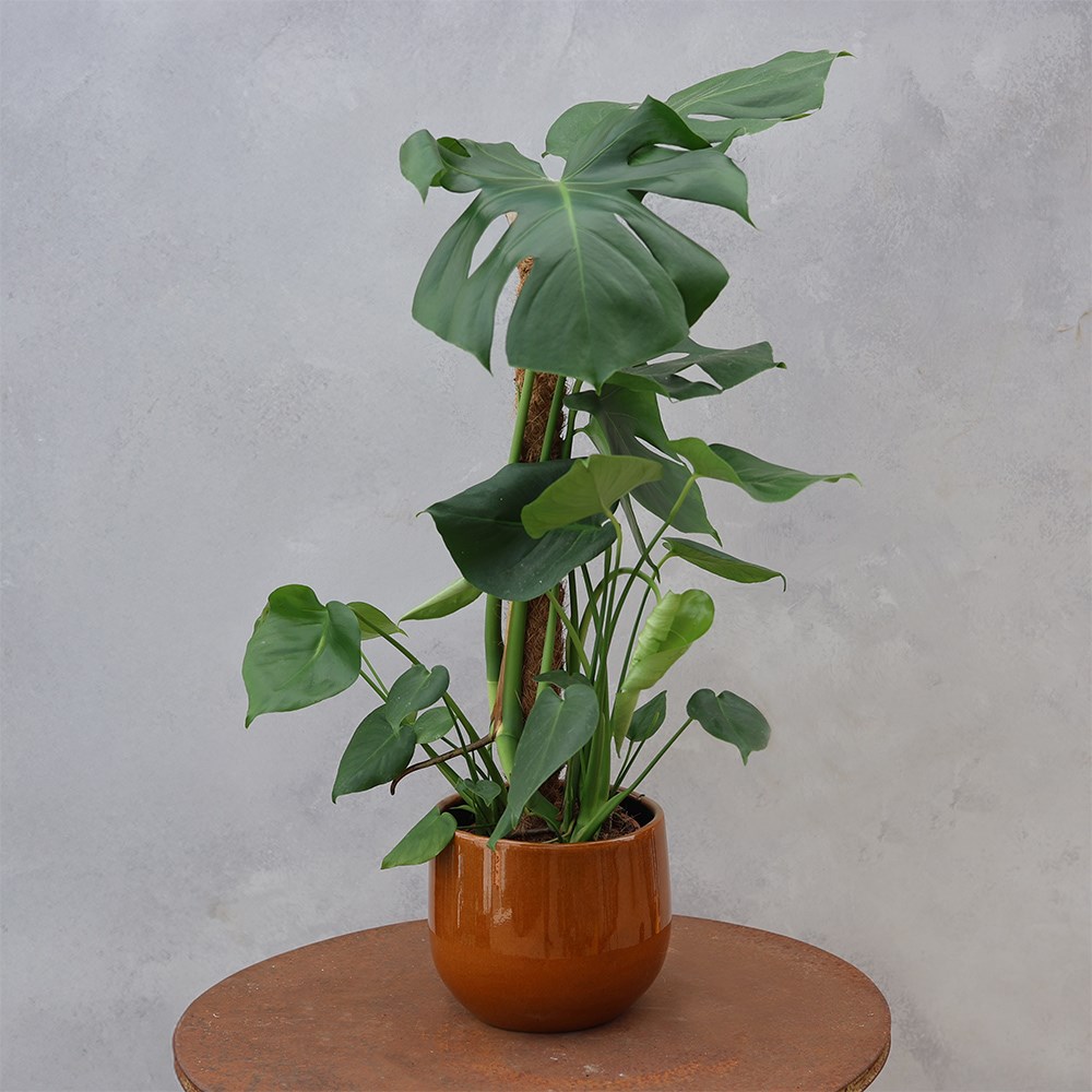 Monstera deliciosa | Houseplant